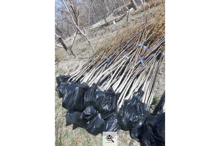 نهالستان گردو کاغذی صادقی در تبریز