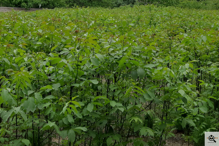 نهالستان گردو کاغذی صادقی در تبریز