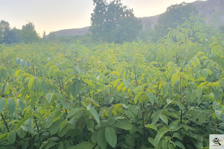 نهالستان گردو کاغذی صادقی در تبریز