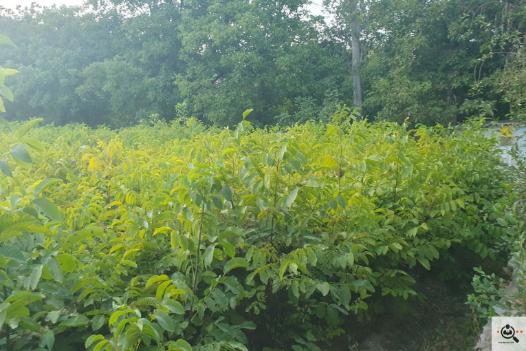 نهالستان گردو کاغذی صادقی در تبریز