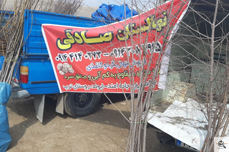 نهالستان گردو کاغذی صادقی در تبریز