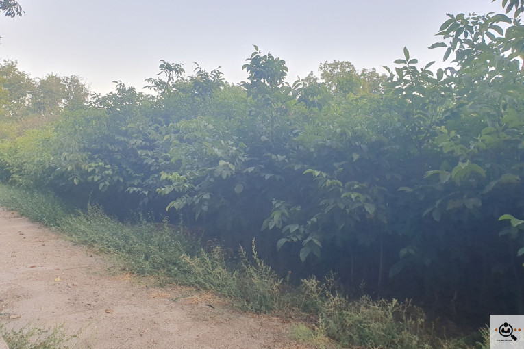 نهالستان گردو کاغذی صادقی در تبریز