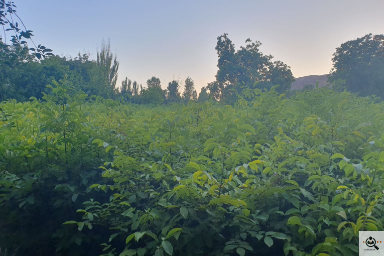 نهالستان گردو کاغذی صادقی در تبریز