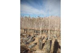 نهالستان پسته حاج رامین در مهریز یزد