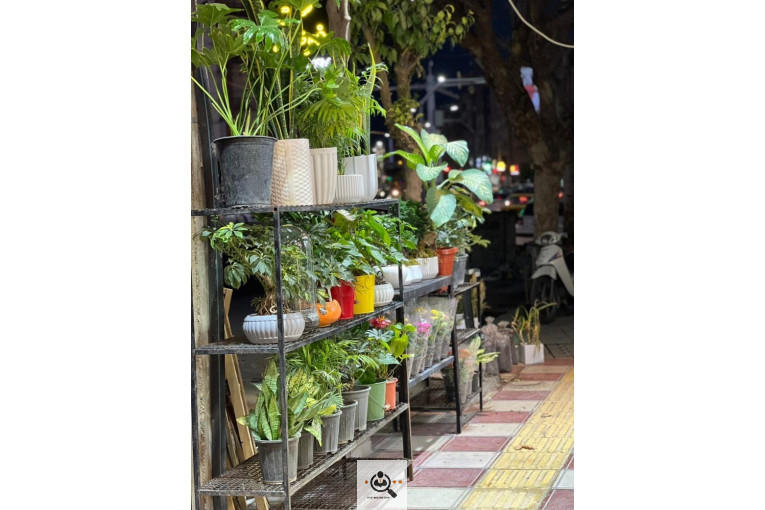 گلسرای خوشه گنبدکاووس