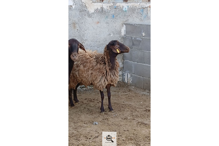 افشار برولا علیاری در زنجان