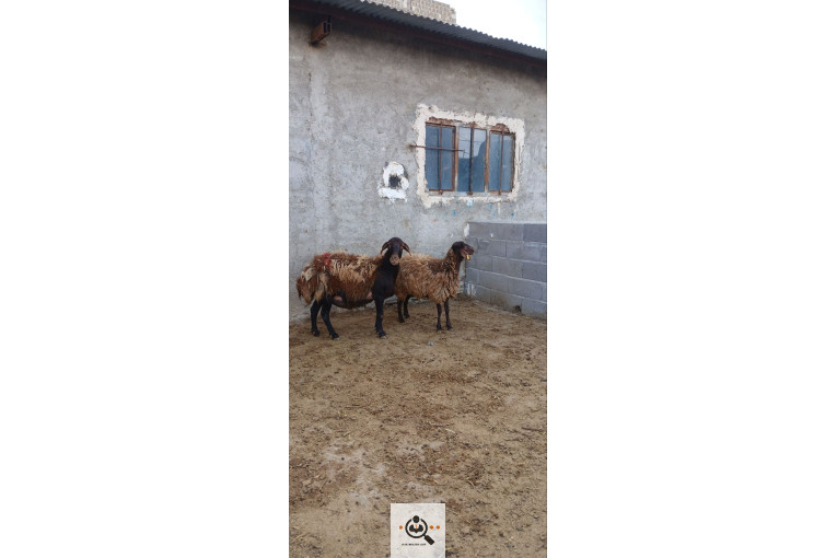 افشار برولا علیاری در زنجان