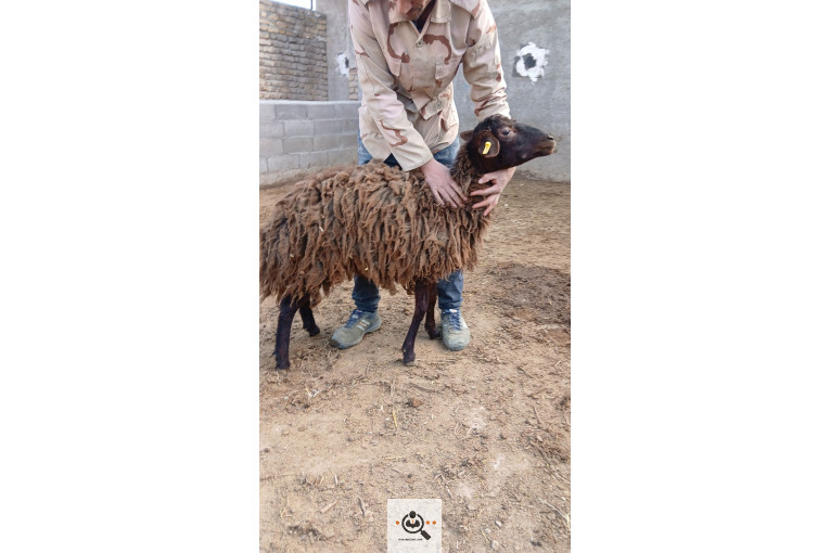 افشار برولا علیاری در زنجان