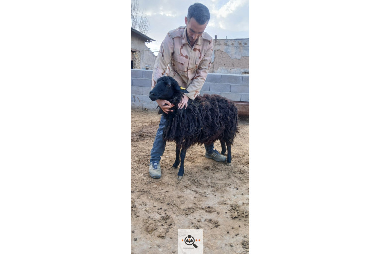 افشار برولا علیاری در زنجان