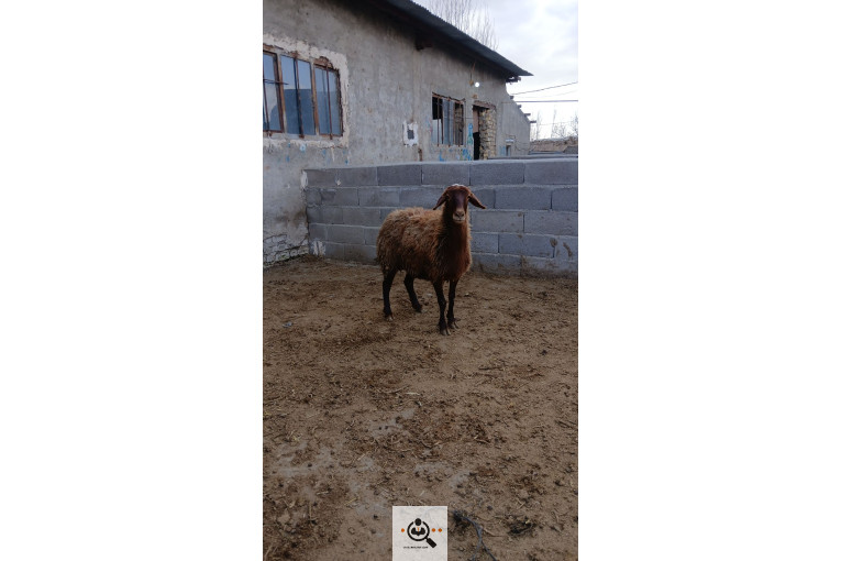 افشار برولا علیاری در زنجان