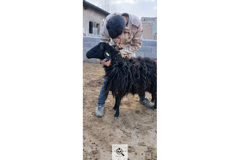 افشار برولا علیاری در زنجان