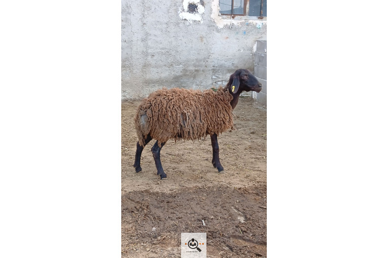 افشار برولا علیاری در زنجان