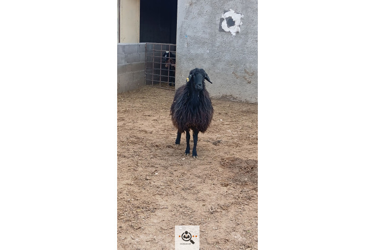 افشار برولا علیاری در زنجان