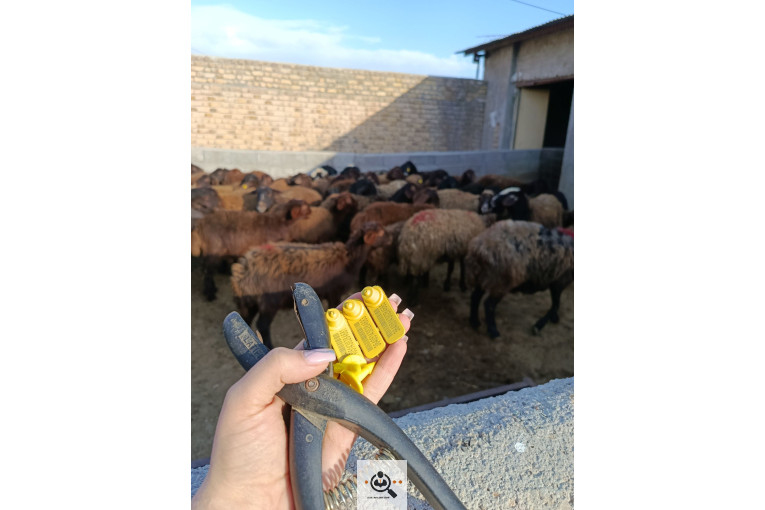 افشار برولا علیاری در زنجان