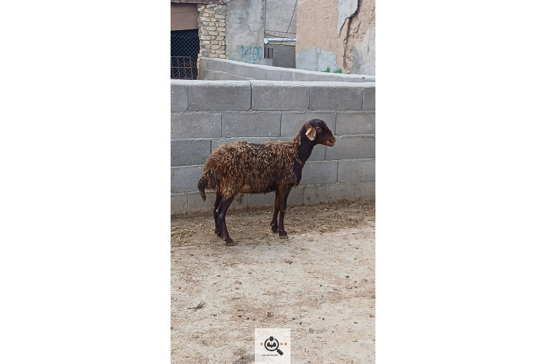 افشار برولا علیاری در زنجان