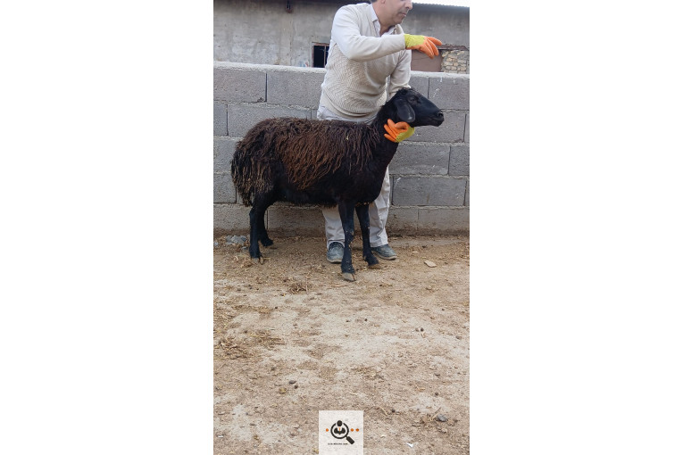 افشار برولا علیاری در زنجان