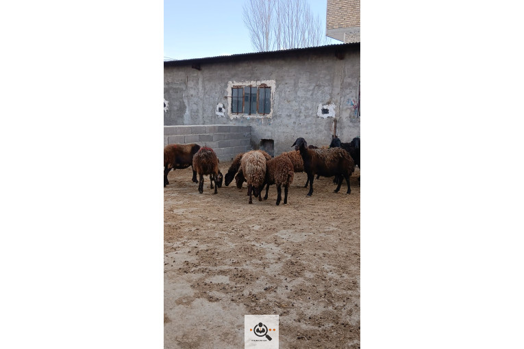 افشار برولا علیاری در زنجان