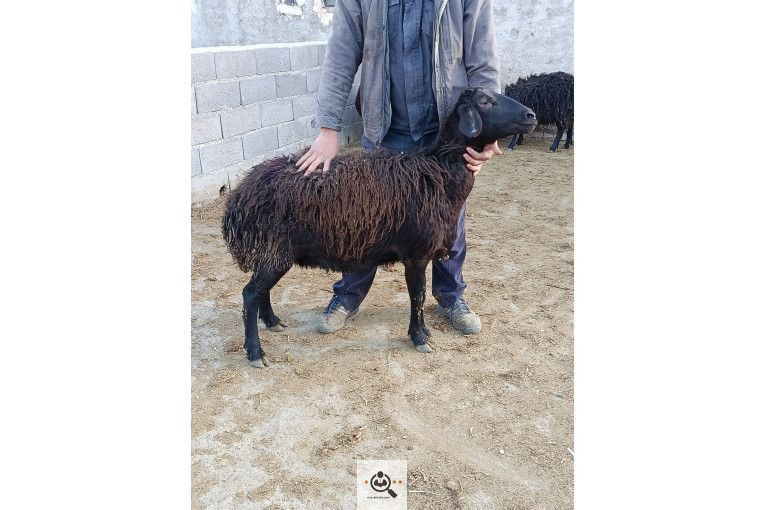 افشار برولا علیاری در زنجان