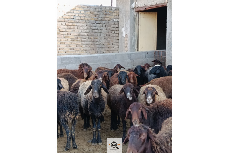 افشار برولا علیاری در زنجان