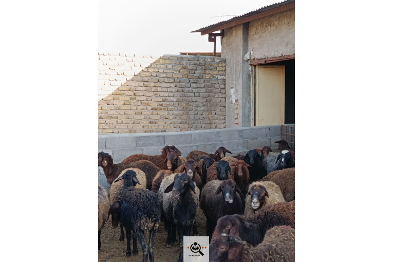 افشار برولا علیاری در زنجان