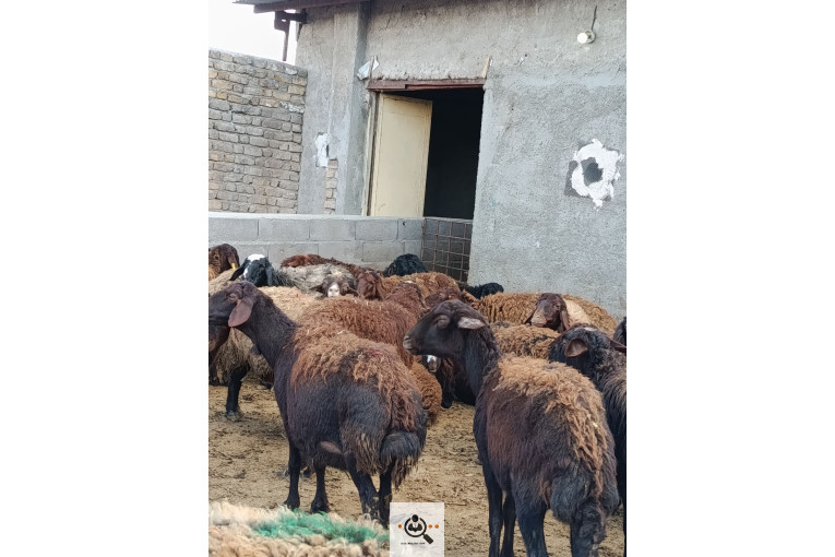 افشار برولا علیاری در زنجان