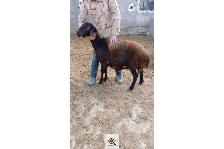 افشار برولا علیاری در زنجان
