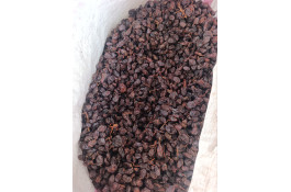 فروش عمده کشمش کردلو در قروه درگزین