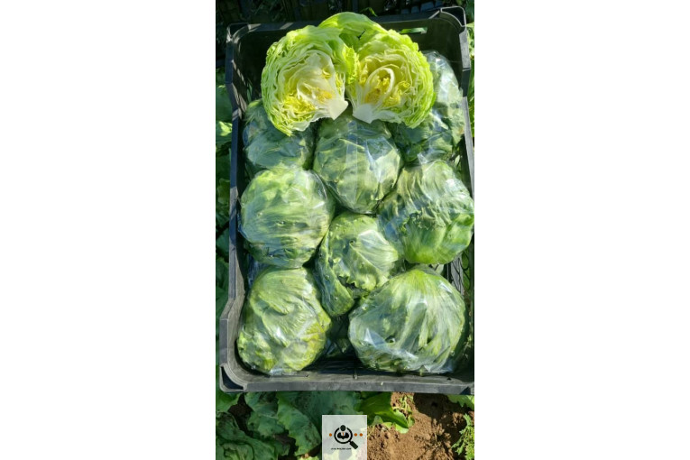 صادرات صیفی جات براتی در دزفول