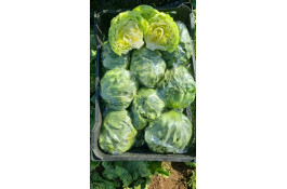 صادرات صیفی جات براتی در دزفول