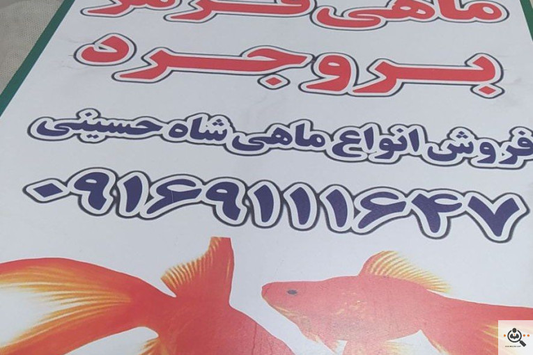 پخش ماهی قرمز بروجرد در بروجرد