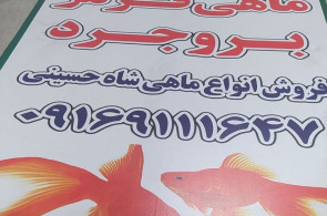 پخش ماهی قرمز بروجرد در بروجرد