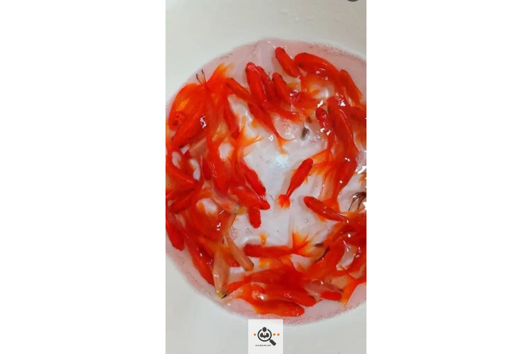 پخش ماهی قرمز بروجرد در بروجرد