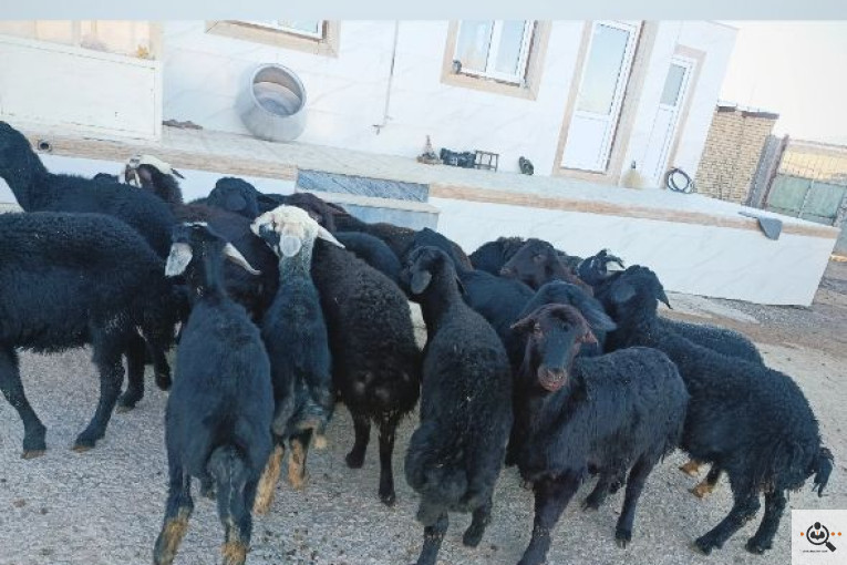 دامداری محمدی در زنجان