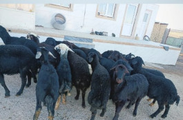 دامداری محمدی در زنجان