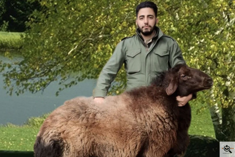 خرید و فروش احشام بهزاد رجبی در زنجان