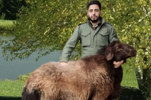 خرید و فروش احشام بهزاد رجبی در زنجان