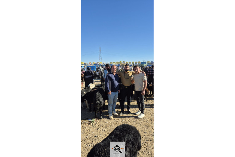 خرید و فروش احشام بهزاد رجبی در زنجان