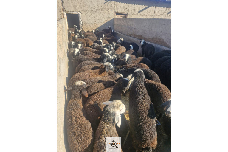 دامداری سلطانی در بوئین زهرا