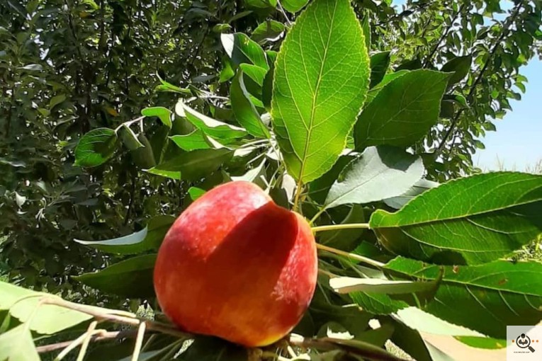 نهالستان نمونه در اراک